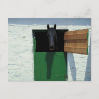 Cheval en écurie avec porte française