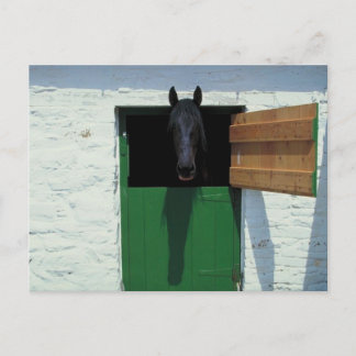 Carte Postale Cheval en écurie avec porte française