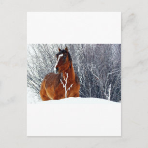 Carte Postale Cheval en Neige