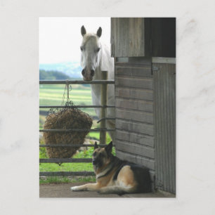 Carte Postale Cheval et chien
