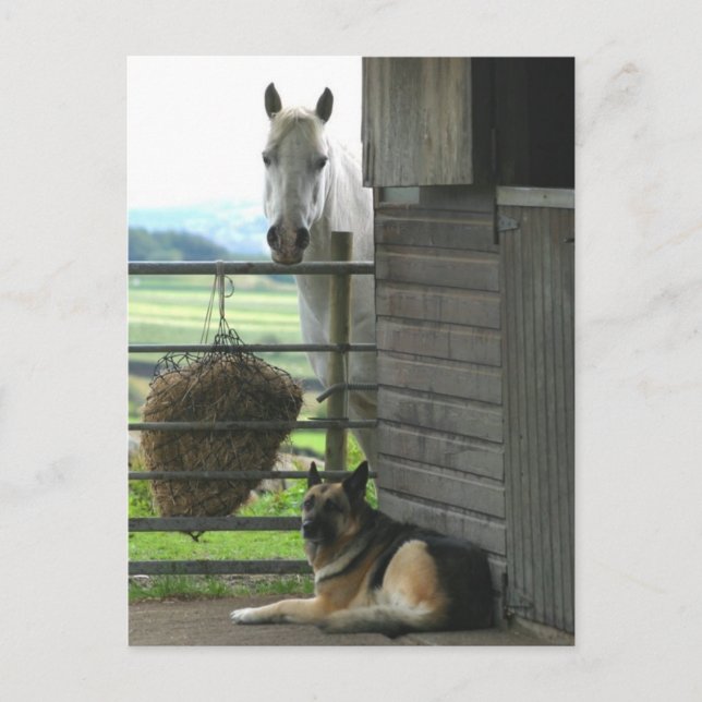 Carte Postale Cheval et chien (Devant)