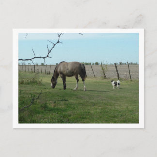 Carte Postale cheval et chien