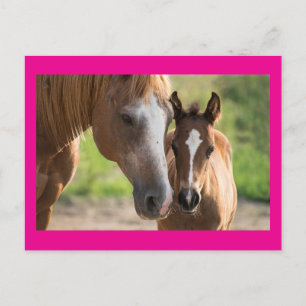 Carte postale Cheval et Colt Fête des Mères