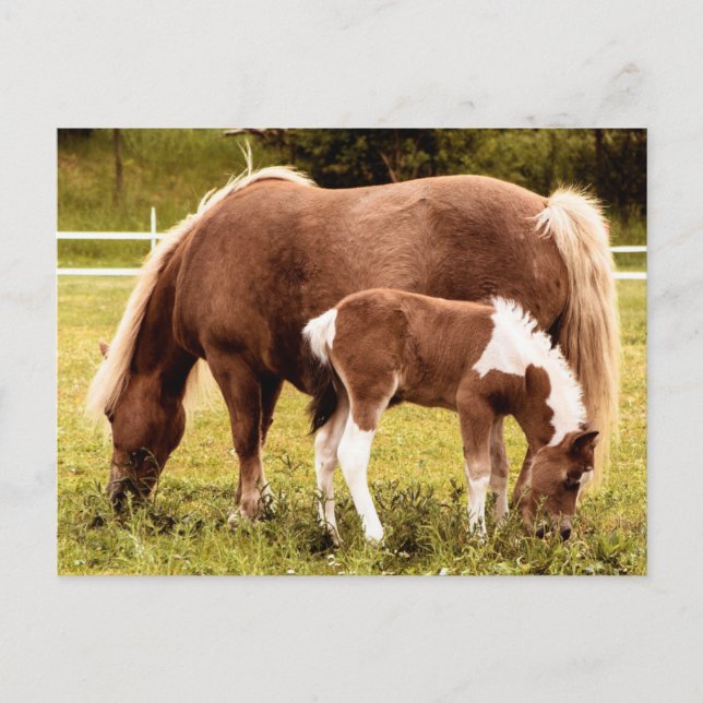 Carte Postale Cheval Et Pony (Devant)
