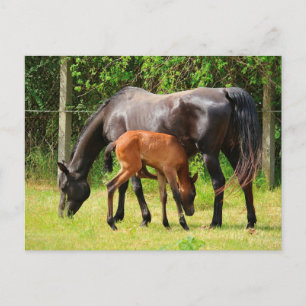 Carte Postale Cheval et poulain