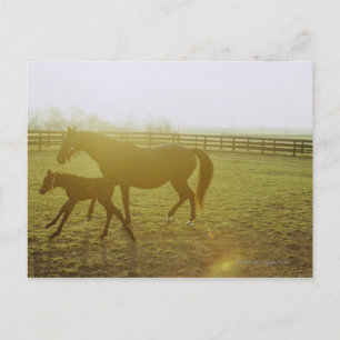 Carte Postale Cheval et poulain courant dans les pâturages