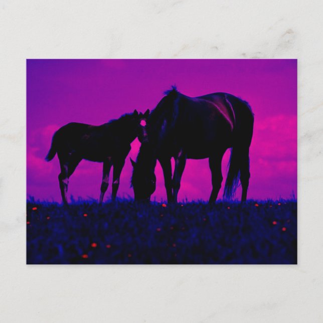 Carte Postale Cheval & Filly (Devant)