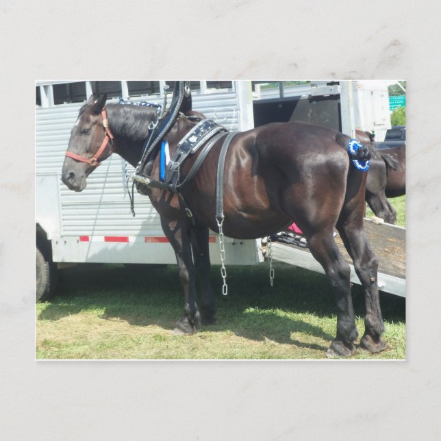 Carte Postale Cheval foncé (Devant)