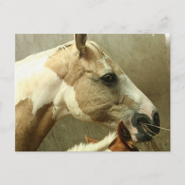 Carte postale Cheval Gray Edging (Devant)