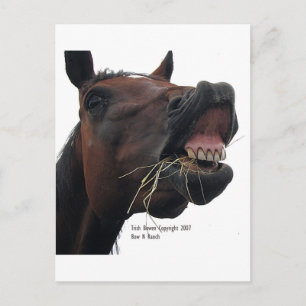 Carte Postale Cheval : Hay !