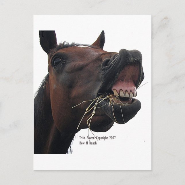 Carte Postale Cheval : Hay ! (Devant)