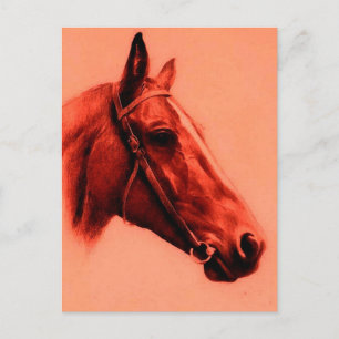 Carte Postale Cheval Head