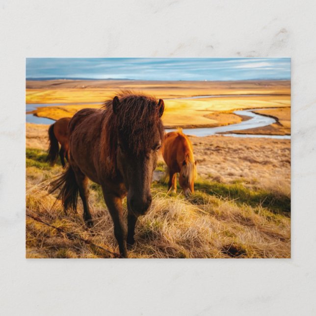 Carte postale Cheval Hello (Devant)