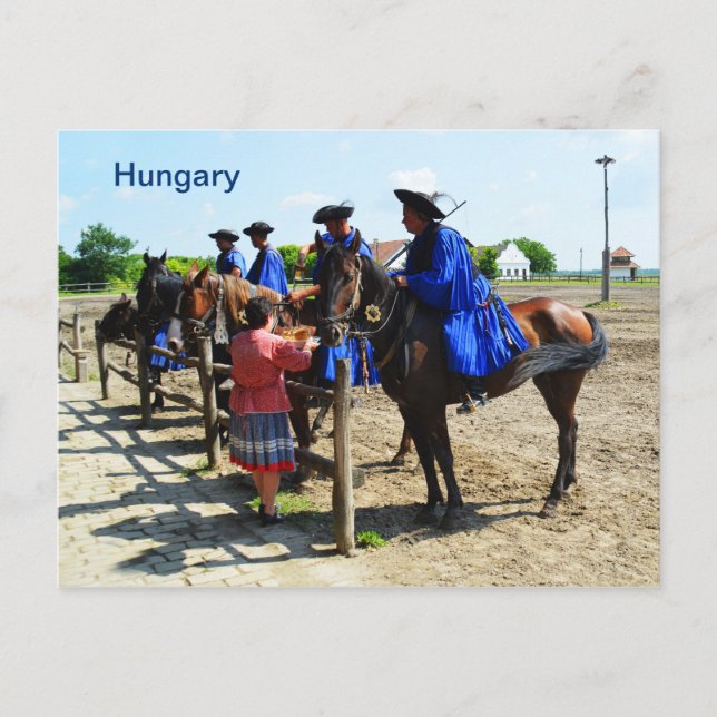 Carte Postale cheval hongrois Hongrie (Devant)