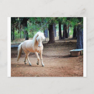 Carte Postale Cheval islandais