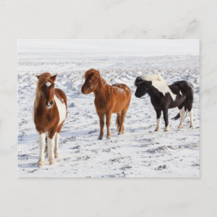 Carte Postale Cheval islandais avec manteau d'hiver typique