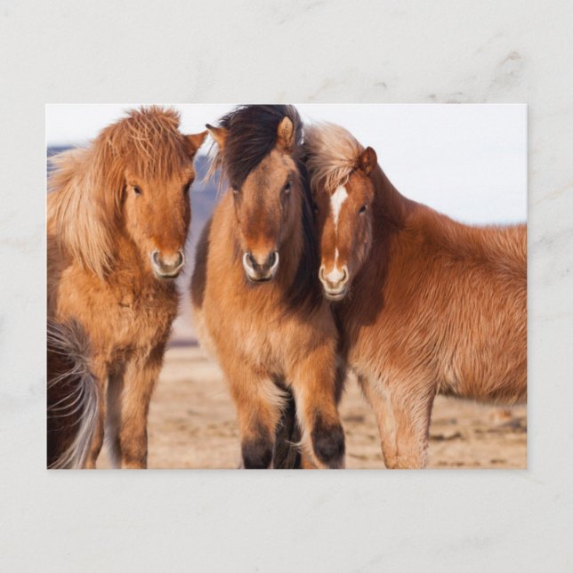 Carte Postale Cheval islandais en hiver (Devant)