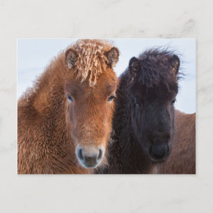 Carte Postale Cheval islandais en hiver en Islande