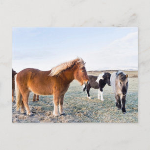 Carte Postale Cheval islandais en hiver en Islande