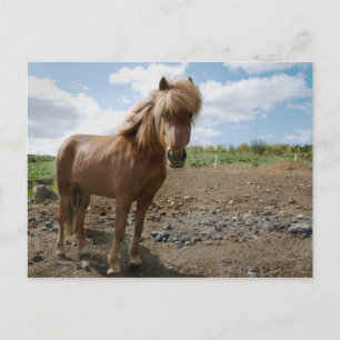 Carte Postale Cheval islandais II