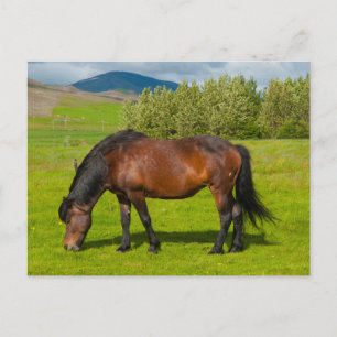 Carte Postale Cheval islandais Mossfellsbaer