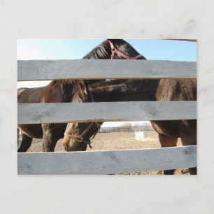 Carte Postale Cheval Jouer Corne