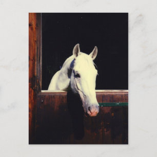 Carte Postale Cheval Lipizzaner