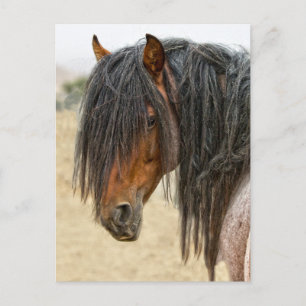 Carte Postale Cheval Mane