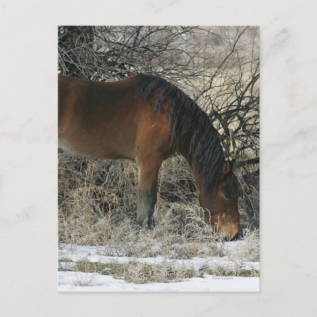 Carte Postale Cheval Mustang sauvage dans la neige 1 (Devant)