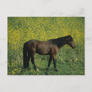 Carte Postale Cheval Mustang sauvage debout en fleurs