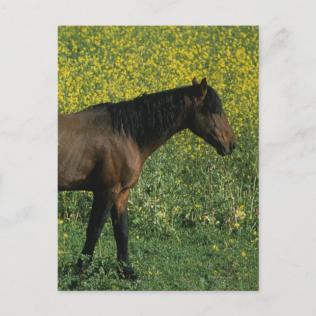 Carte Postale Cheval Mustang sauvage debout en fleurs (Devant)