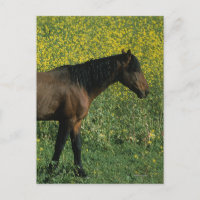 Cheval Mustang sauvage debout en fleurs