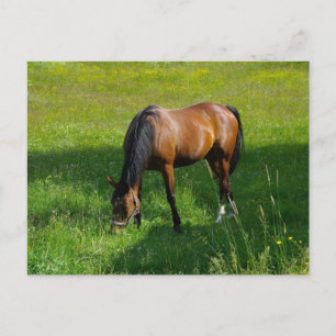 Carte Postale Cheval n° 1