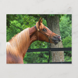 Carte Postale Cheval National Show