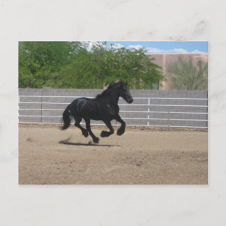 Carte Postale cheval noir