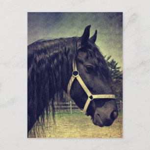 Carte Postale Cheval noir