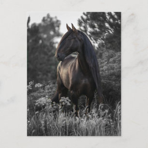 Carte Postale Cheval noir blanc photo moderne