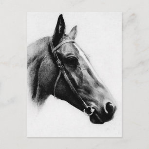 Carte Postale Cheval noir et blanc