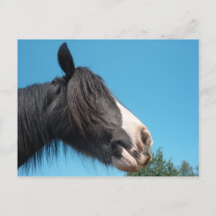 Carte Postale Cheval noir et blanc / Pony - Photos de Cheval