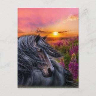 Carte Postale Cheval noir sauvage