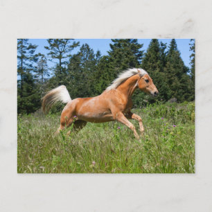 Carte Postale Cheval Palomino courant à travers une prairie