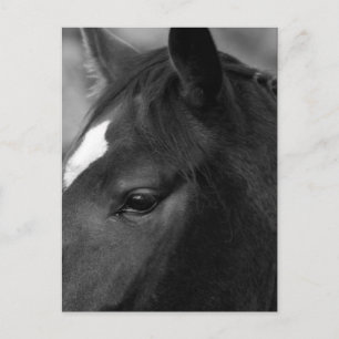 Carte Postale Cheval pccnm