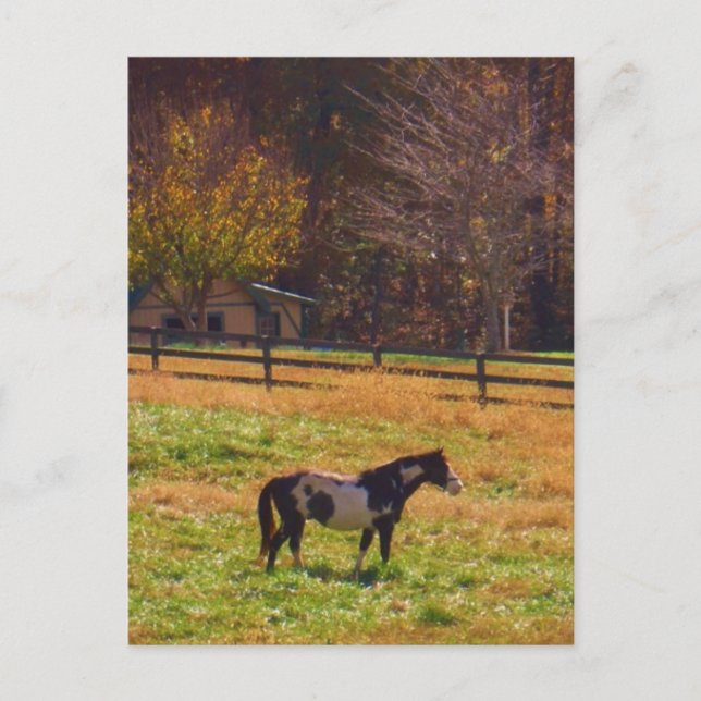 Carte Postale Cheval peint à distance (Devant)