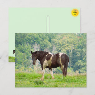 Carte Postale Cheval peint américain dans un champ