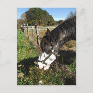 Carte Postale Cheval Peint, Manger Reine Ann Fleur dentelle