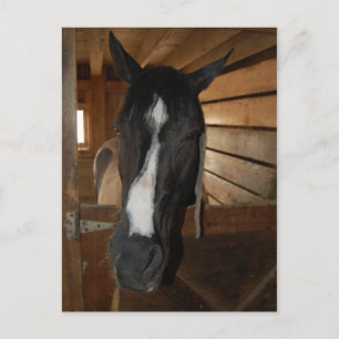 Carte Postale Cheval Peinture/Pinto
