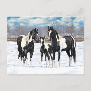 Carte Postale Cheval Pinto Quarter Noir Chevaux Paint Chevaux Da