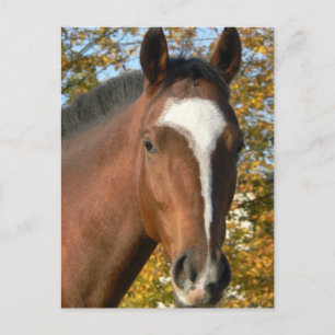 Carte postale Cheval Quarter