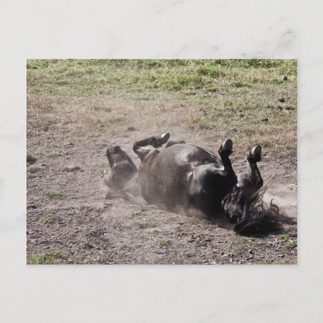 Carte Postale Cheval roulant (Devant)