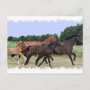 Carte postale Cheval sauvage